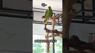 [예삐]예삐와 놀아 주지 않으면 생기는 일#예삐 #아마…