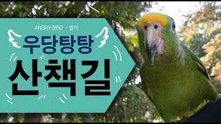 사람과 앵무새의 우당탕탕 산책기 / 맘이 급한 별이의 막말 대환장 파티 / 결국 울음보 터진 별이  / 사람과 대화 가능앵무새 / ANGRY BIRD