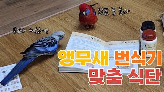 [펠렛 추천] 앵무새 번식기때는 전용 펠렛으로 바꿔주세요 !