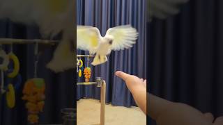 4개월 엄브렐라 코카투 여아 봄이가 입양 보호자님과 교감중이예요