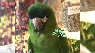 #앵무새 #꺄꿍#말하기#연습#한스마카우