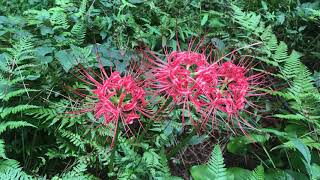 금강공원 태풍18호 탈림 지나간 오후_20170917