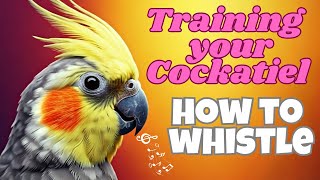 "Takis the cockatiel: Whistling Cockatiels: Sweet Tunes & Feathered Fun! "