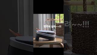 호기심 많은 코뉴어 #parrot #birds #반려동물 #parrotlover