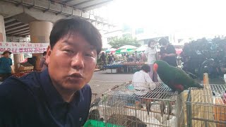 온양온천역시장 최고명물 사랑앵무새 2020.7.24(금)