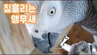 내새끼지만 이건좀... 너무 똑똑해서 알수없는 행동을 하는 앵무새