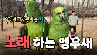 [대화하는 앵무새]너무 웃긴 앵무새 말에 사람들 빵 터졌어요  | 노래하는 앵무새