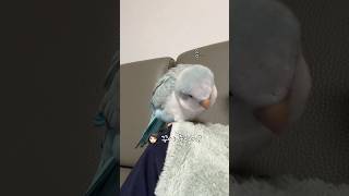 졸리면 가서 자... #누나손셔틀대기중#퀘이커앵무송꾸꾸