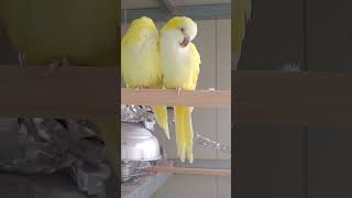 꼼짝 않고 졸기만 하는 루티노C