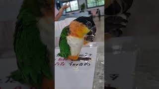 팝콘먹는 카이큐♡  #앵무새 #앵무새카페 #리프패럿 #…