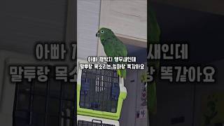 아빠 껌딱지면서 말투랑 목소리는 엄마랑 똑같은 앵무새 …