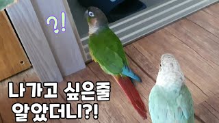 나가고 싶은 줄 알고 문을 열어주었더니..#코뉴어앵무새…
