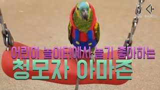 마존이와 놀아주기