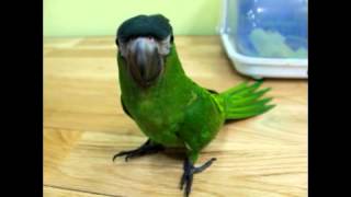 앵무새/중형앵무/마카우/한스마카우-1