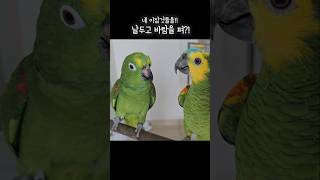 네이잡것들을 날두고 바람을 펴?!! /앵무새바람 #아랑이 #아마존앵무새 #바람둥이