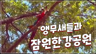 잠원한강공원에서 앵무새들과 함께 - 모란앵무, 코뉴어, 코카투, 금강앵무 자유비행