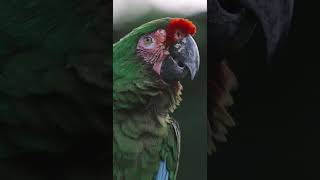 금강앵무새, 마카우, Parrots, Macaws 5, 기증영상, pexels
