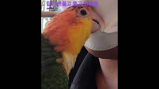 앵무새카페에서 마스크를 조심해야하는 이유 #카이큐앵무새