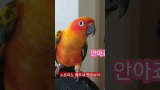 소프라노급 발성을 가진 앵무새 보리 (귀청떨어짐 주의)