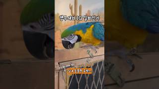 앵무새의 IQ 실화인가?