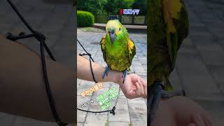 단짝 앵무새 반응~ #부천식물원 #자연 #앵무새 #휴식