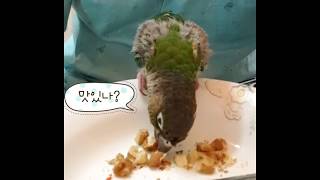 [닥터멜론] 코뉴어, 자연식 먹이는 법