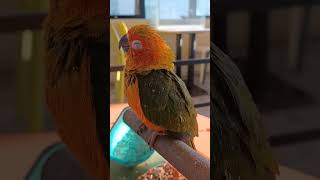 조는 아기 앵무새 #귀요미아기썬코뉴어#자장갸#앵무새#애…