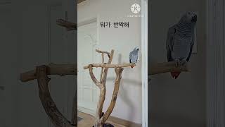 앵무새ㅡ순돌아 뭐가 반짝하다는거야