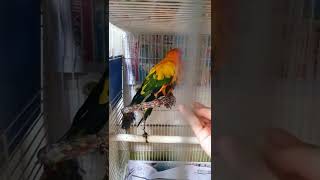 #shorts 썬코뉴어 앵무새 환타&amp;소다 일상 …