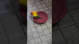 썬코뉴어 목욕 sun conure takes a sho…