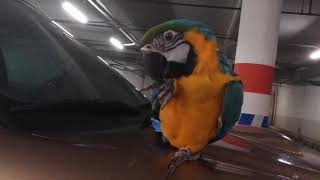 [앵무새 자유비행 훈련] 청금강 밍고 훈련에는 정석이 없습니다. 아이들이 잘하는 환경을 찾는게 중요합니다.