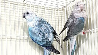 매력적인 소리를 가진 블루오파린미성앵무(redrumpedparrot) 를 소개합니다.