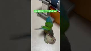 서열 싸움을 하는 듯한 앵무새 