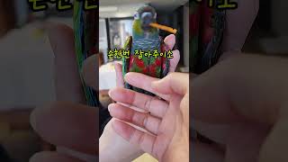 이모할매가 놀러온 날 #크림슨벨리드코뉴어 #아기앵무새하…