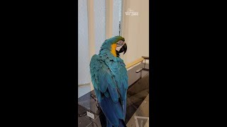 #Shorts 청금강 홍금강