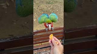 [루카월드] 아마존 앵무새도 한국 귤은 못참지