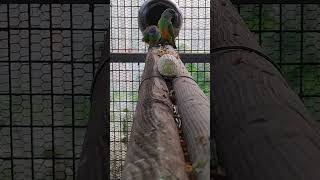 세네갈 앵무새..다리에 장애가 있어요 지금은 많이 회복…