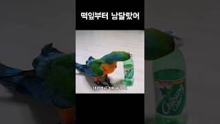 떡잎부터 남달랐던 천재앵무새 #왕크왕귀 #천재앵무새 #shorts