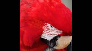 Arara-vermelha #shorts