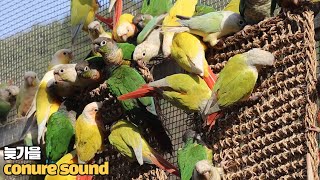 혼자지내는코뉴어에게틀어주세요 #conure #conur…