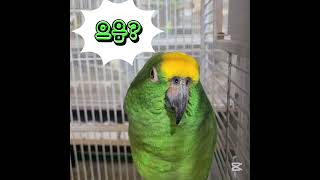 뽀뽀뽀 앵무새 노래(순창앵무새팜)