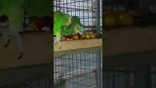 아마존C청양 고추 먹기 먹방 대회