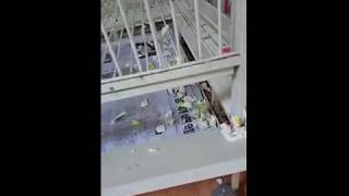 그레이트 파괴왕 코카투