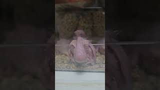 머리 식히는 완벽한 방법!!               …