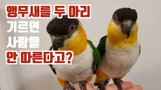 EP.02 [앵무새 키우기 QnA] 애완조 두 마리를 키우면 정말 사람과 멀어질까?