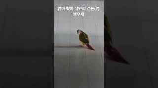 엄마 찾아 삼만리 걷는(?) 앵무새 #parrot #b…