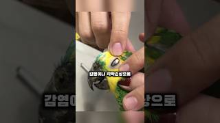 앵무새 밥먹다 생긴 일