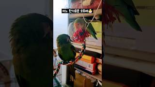 힐링 한가로운 앵무새들 #모란앵무 #한스마카우 #할배앵…