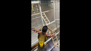 카이큐앵무새)티모의 슈퍼 빙글빙글 훈련기! 재롱잔치