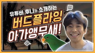 앵무새 분양 중대형 앵무새 전분 분양 버드플라잉